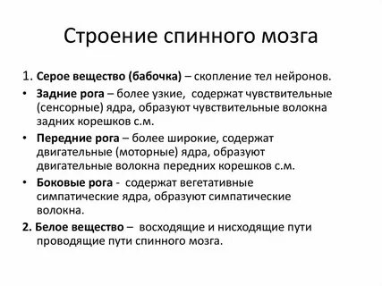Строение и функции головного мозга кратко конспект