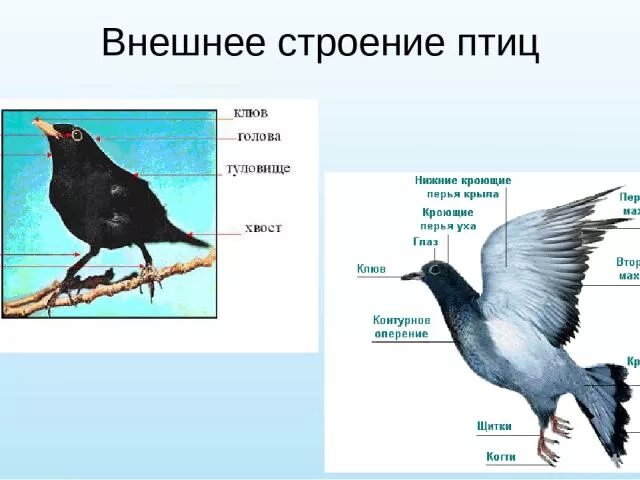 Лабораторная работа номер 6 внешнее строение птиц. Внешнее строение птиц. Внешнее строение птиц клюв. Внешнее строение птиц лабораторная. Внешнее строение птиц презентация.