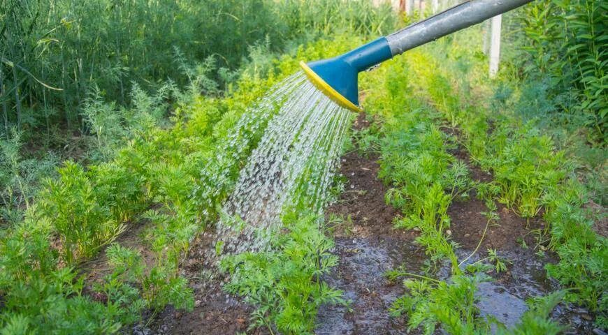 Полив моркови. Удобрение для моркови. Внесение удобрений для моркови.