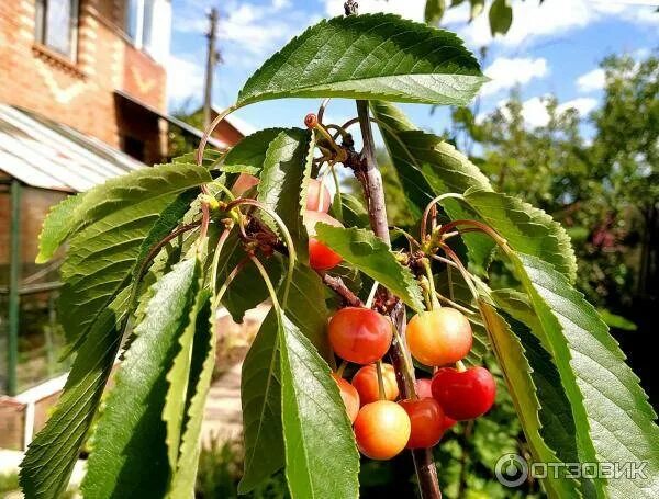 Вишня россошанская черная описание сорта. Черешня Россошанская Золотая. Черешня золотистая Россошанская. Черешня Россошанская крупная. Черешня Россошанская крупная черная.