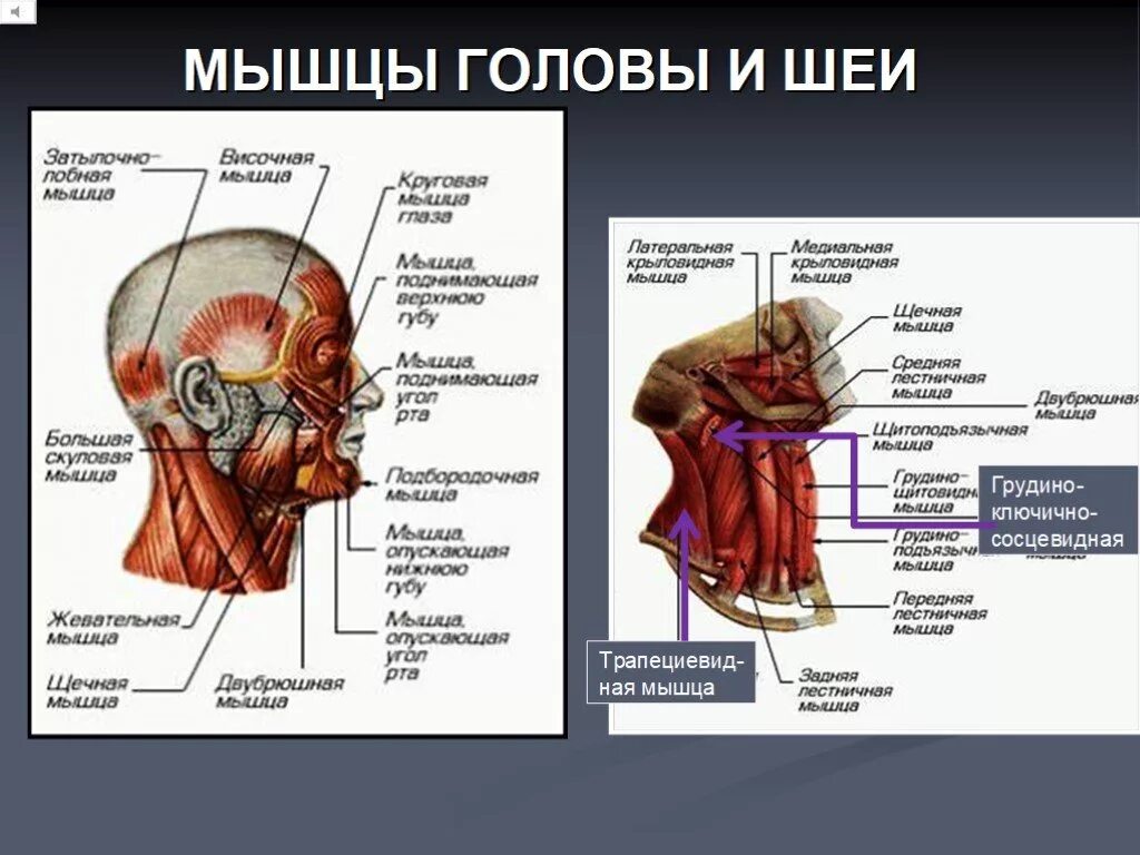 Класс мышцы. Мышцы головы и шеи и их функции. Мышцы головы и шеи анатомия. Основные мышцы головы и шеи. Анатомия мышц головы и шеи человека.