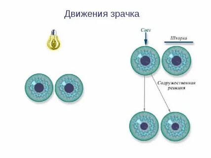 Реакция зрачка на боль