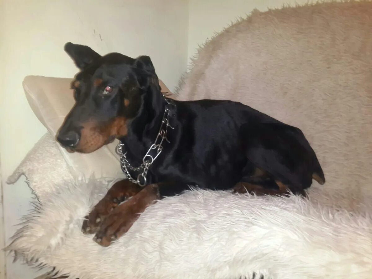 потеряшки нижний тагил