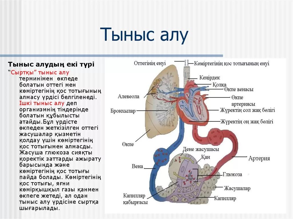 Және тыныс алу