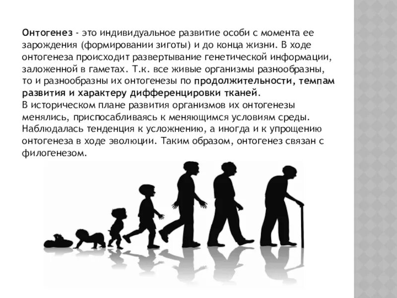 Как называется индивидуальное развитие человека. Индивидуальное развитие особи. Онтогенез организации. Формирование поведения в онтогенезе. Развитие онтогенеза.