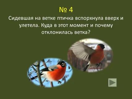 Птица сидящая на ветке не боится