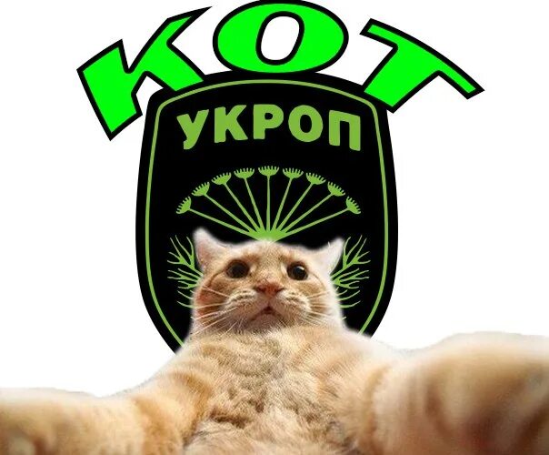 Укроп кошкам. Кот укроп. Кот укропчик. Укроп котами. Кот фенхель.