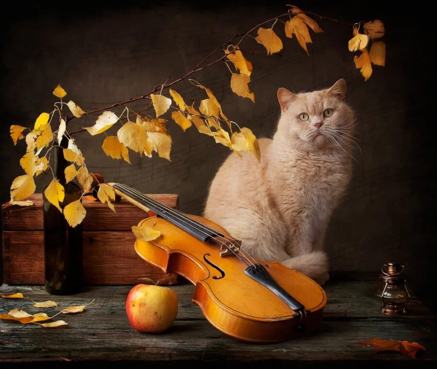 Скрипка осени. Кошка со скрипкой. Котики с музыкальными инструментами. Осенний музыкант. Кот с музыкальным инструментом.