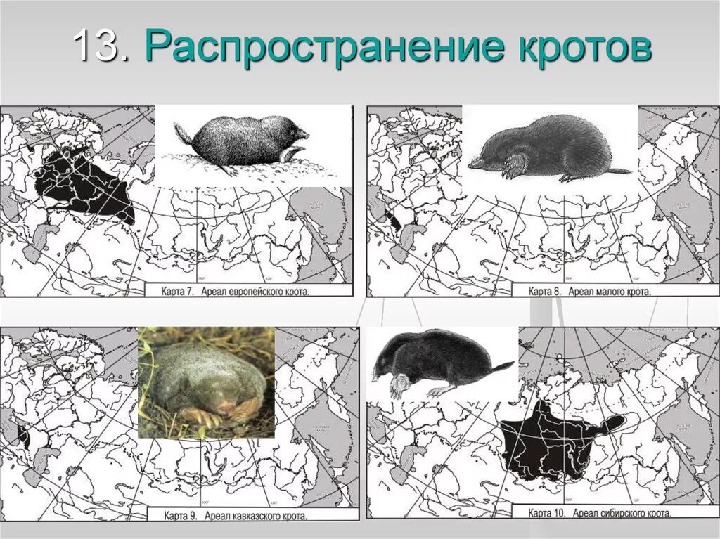 Еж среда обитания место обитания. Распространение насекомоядных млекопитающих. Ареал обитания кротов. Крот ареал обитания. Ареал обитания европейского крота.