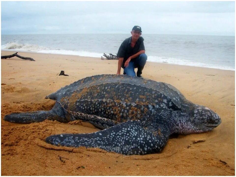 Кожистая морская черепаха. Гигантская кожистая черепаха. Кожистая морская черепаха самая большая черепаха в мире. Кожиста Морскачерепаха. Громадный это какой