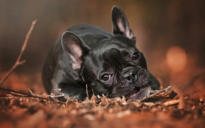 Small french bulldog puppy with big ears on black background Desktop wallpapers 