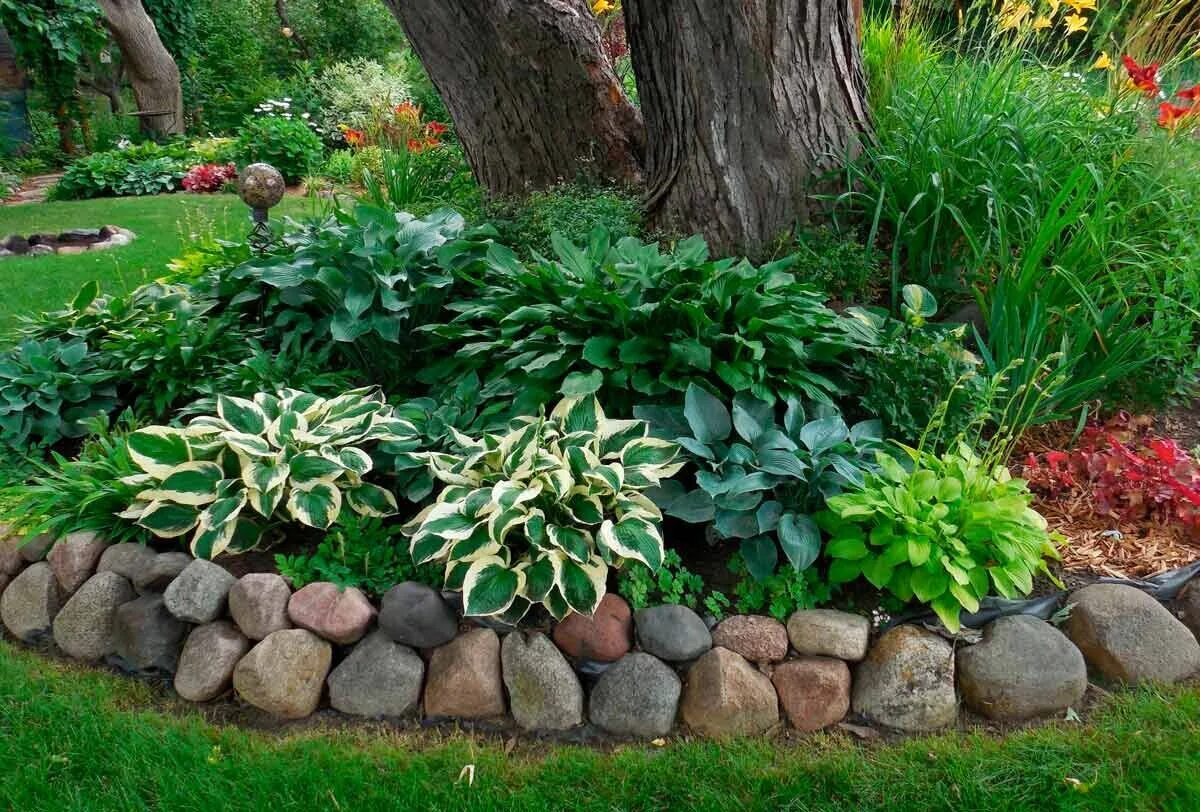 Клумба в приствольном круге. Приствольный круг яблони портулак. Мульча спирея приствольный круг. Приствольные круги вокруг деревьев. Клумба около приствольного круга.