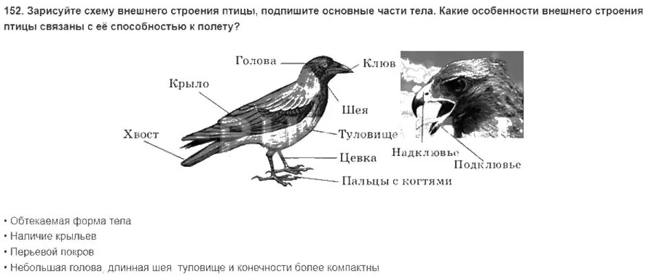 Каковы особенности внешнего строения птиц. Внешнее строение птицы биология 7 класс. зарисуйте схему внешнего строения птицы. внешнее строение птицы вороны.