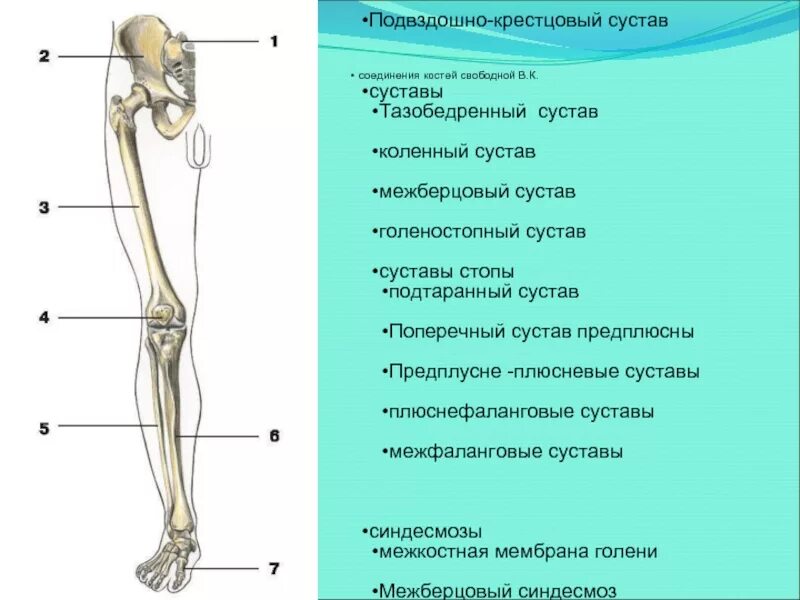 Кости нижней конечности строение. .Кости нижней конечности. Соединения костей нижней конечности. Тип соединения скелета нижних конечностей. Кости нижней конечности анатомия соединения костей. Соединение кости нижней конечности