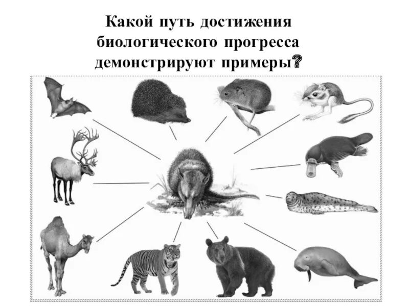 Биологический прогресс цветковых. Представители разных отрядов млекопитающих. Идиоадаптации млекопитающих. Биологический Прогресс у животных. Ароморфозы млекопитающих животных.