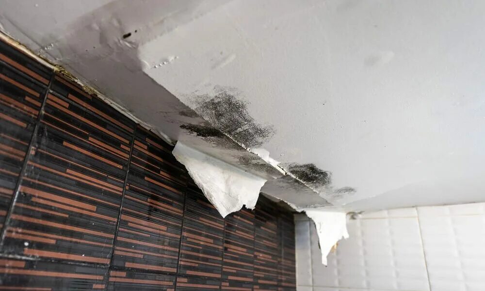 Damage definition. Water mold. damage.
