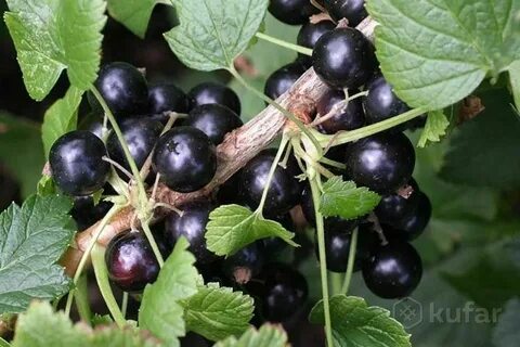 Смородина противопоказания