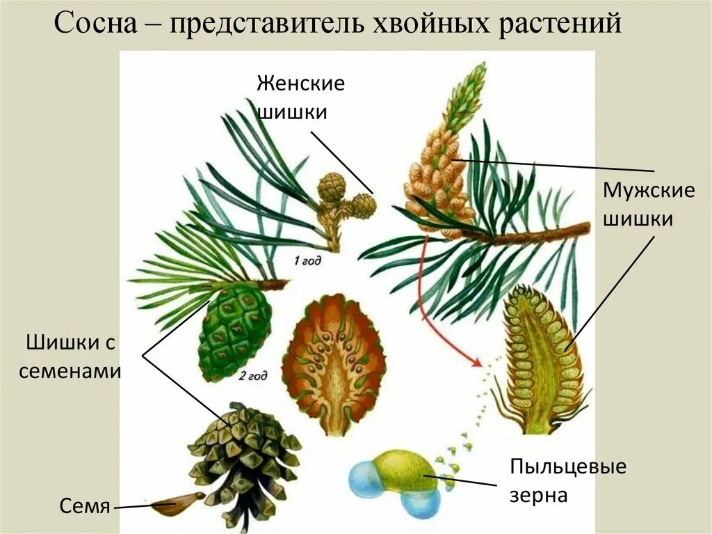 Где находится хвойный. Строение шишки голосеменных растений рисунок. Строение хвои голосеменных растений. Строение шишек голосеменных растений. Мужская шишка голосеменных растений строение.