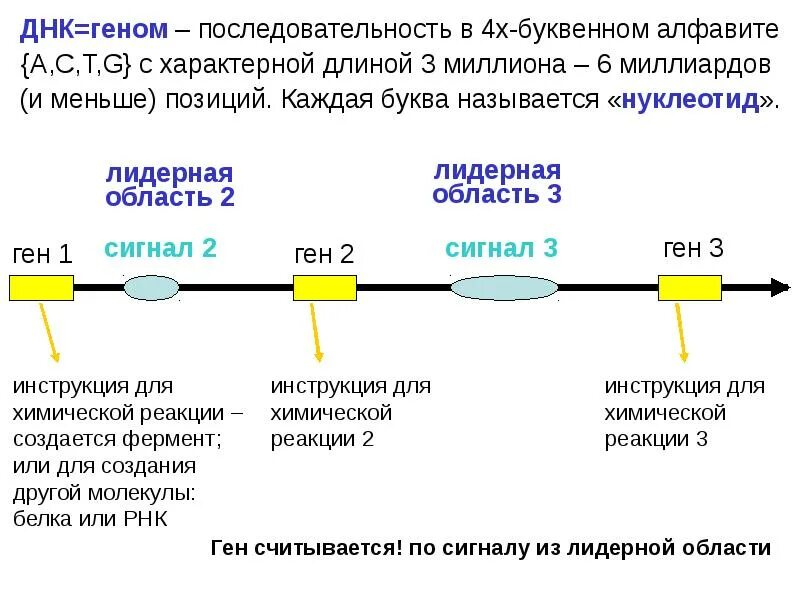 Геном классификация нуклеотидных последовательностей генома. Лидерная последовательность. типы последовательностей геномов. тепловые карты геномной последовательности. ген 1 и ген 2 штаны.