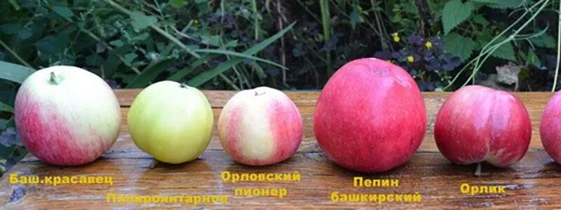 Сорта башкирских яблонь
