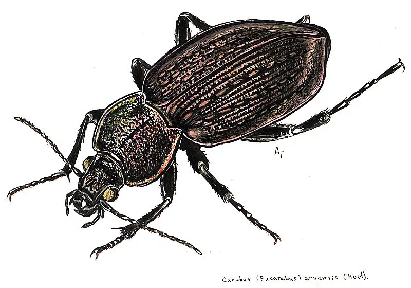 Линейный жук. Carabus arcensis. жук рисунок. чайный жук. жук картинка для детей.