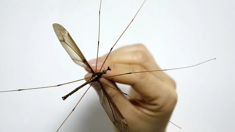 Комар большой как называется с длинными. Малярийный комар долгоножка. Муха долгоножка. Долгоножка кольчатая. Красный комар долгоножка.