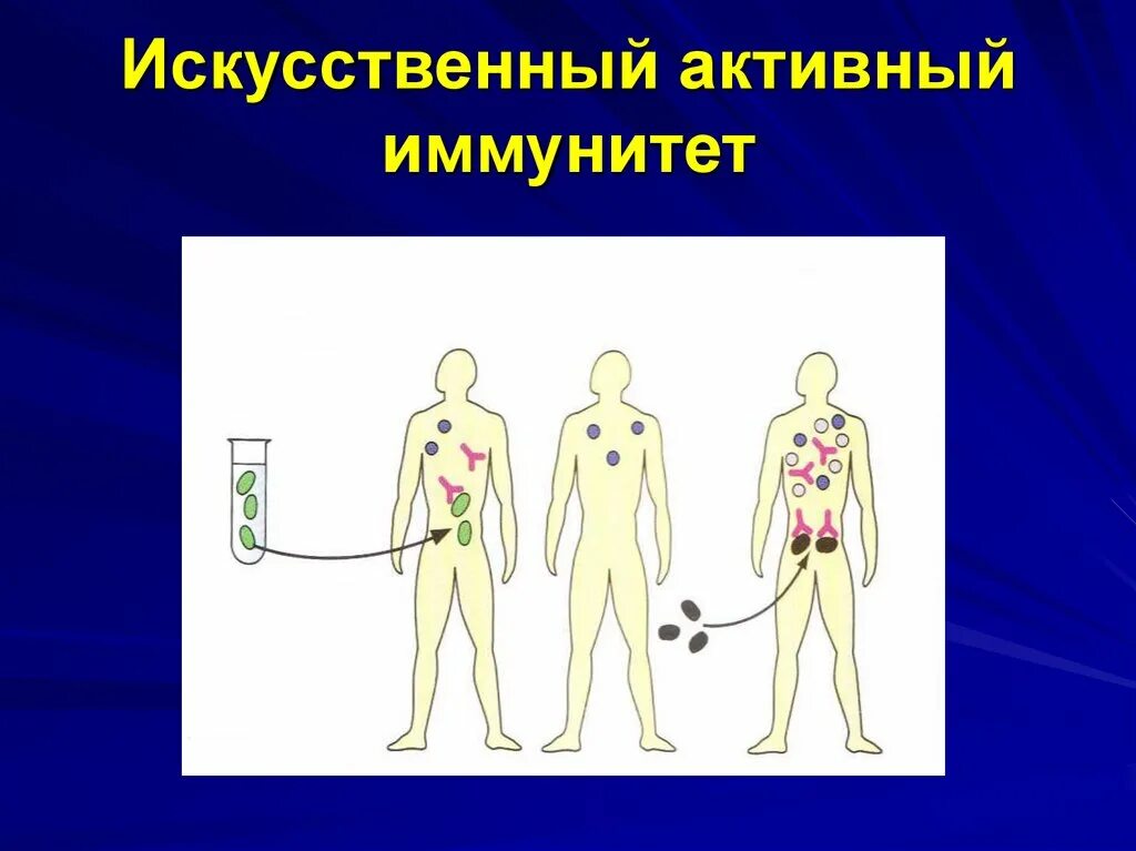 Активный иммунитет формируется в. Искусственный пассивный иммунитет. Искусственный активный иммунитет. Активный и пассивный иммунитет. Искусственный активный иммунитет формируется после.