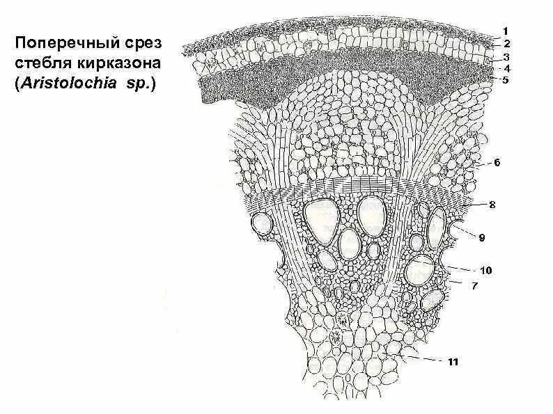 Данные поперечного среза. Поперечный срез стебля кирказона. Поперечный срез стебля осоки. Кирказон поперечный срез. Строение стебля кирказона на поперечном срезе.