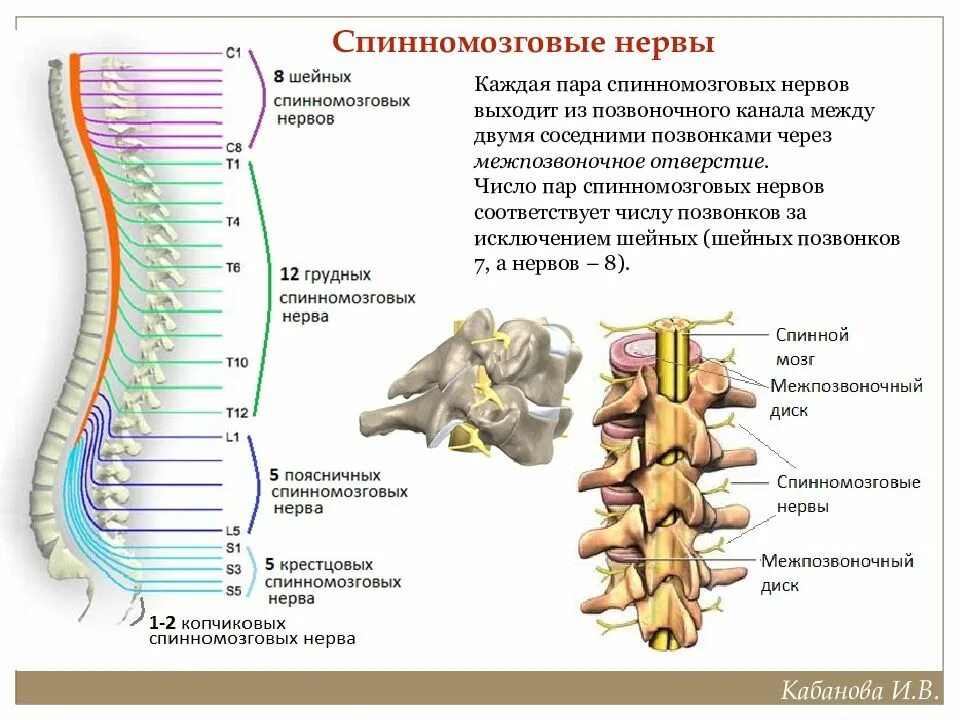 Спинномозговые нервы. Спинномозговые корешки анатомия. Спинномозговая нервы выходят. Спинномозговые нервы соответствуют позвонкам. Сколько пар спинномозговых нервов отходит от спинного