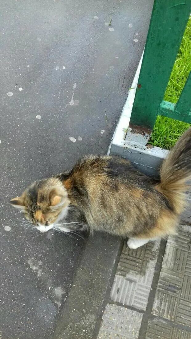 Выкинул на улицу. Кошка на улице. котенок выброшенный на улицу.