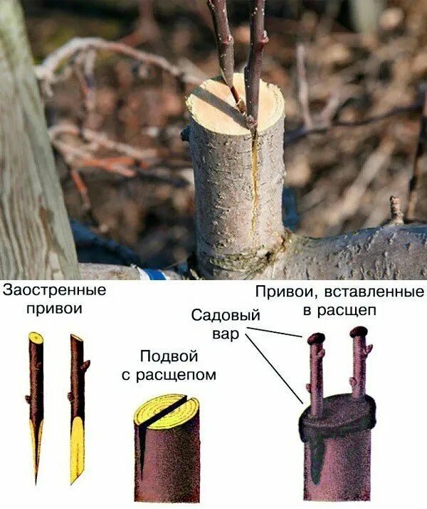 Прививка яблони. Где прививка у яблони. Место прививки у яблони. Где прививка у яблони. Саженец яблони дички.