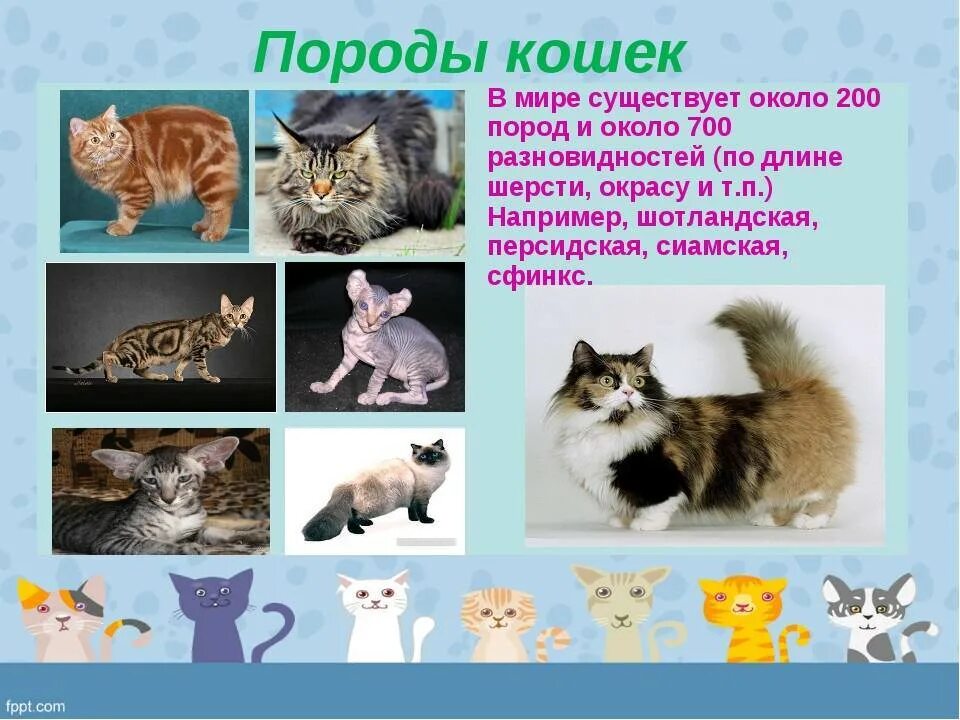 Какие кошек существует