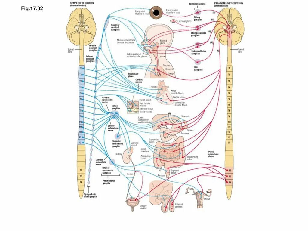 Autonomic Neurology. Fight or Flight rest and Digest вегетативная система. Війна нервів. Symphatic nerve System. Медитация вегетативной системы