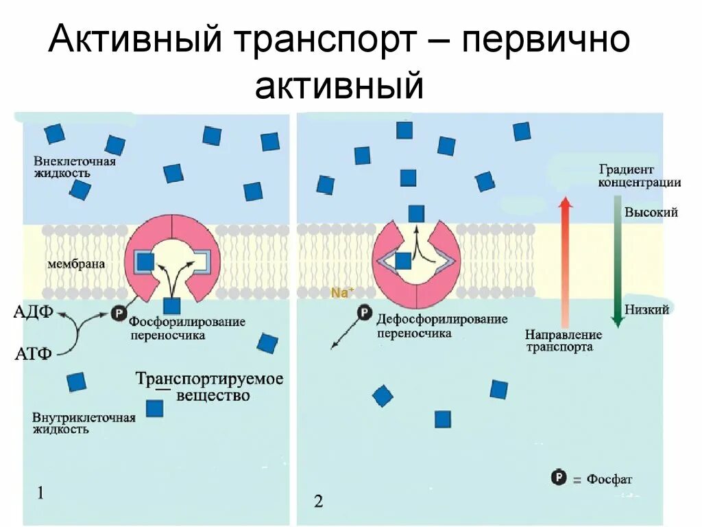 Первичный и вторичный активный транспорт. Первично активный транспорт и вторично активный транспорт. Первично активный транспорт механизм. Активный транспорт веществ первичный и вторичный.