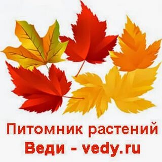 Листочек желтый листочек красный