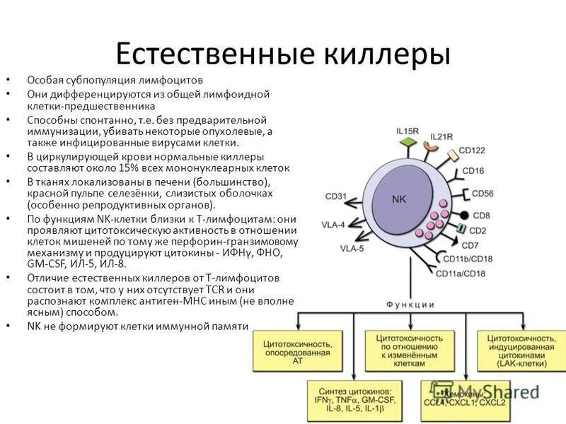 Группы лимфоцитов