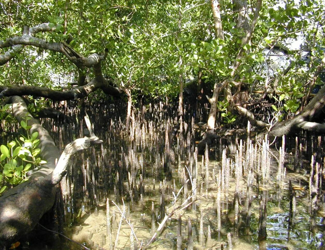 Что такое пневматофоры. Мангры корни. Болотный Кипарис пневматофор. Дыхательные корни мангры. Мангровые растения корни.