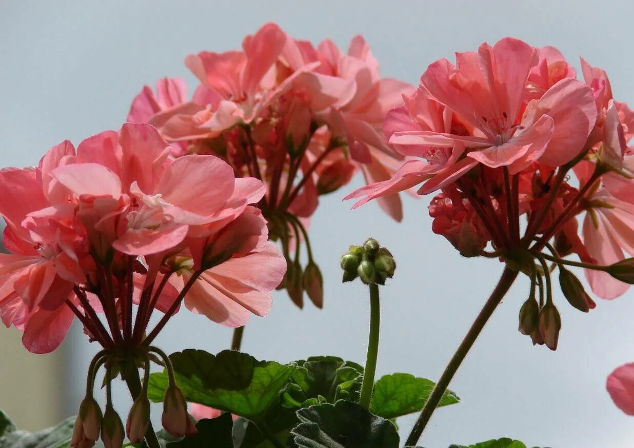 Разновидность герани название. Пеларгония зональная Pelargonium hortorum. Shannon Corr пеларгония. Пеларгония плющевидная. Герань (Pelargonium).