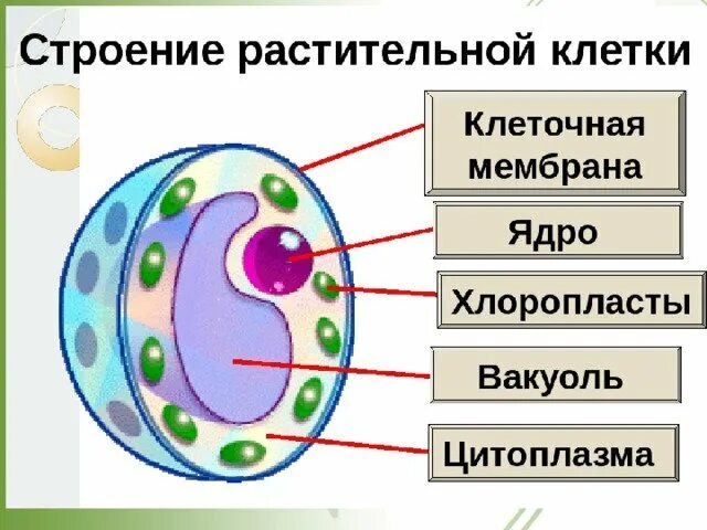 Структура клетки 5 класс биология. Строение клетки 5 класс биология. Биология 5 класс тема клетка. Биология 5 класс тема строение клетки. Рисунок модели клетки