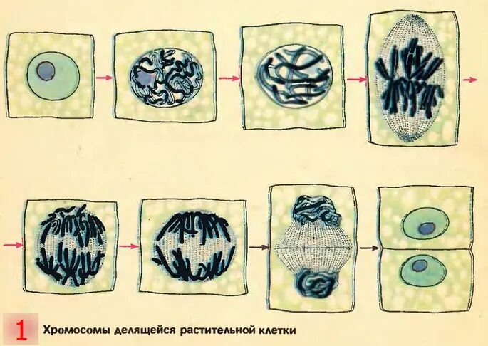 Процесс деления клетки. Деление и рост клеток. Деление ядра клетки. Деление клеток без их роста. Деление клеток дерева