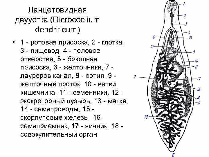 Марита ланцетовидного сосальщика. Ланцетовидный сосальщик структуры. Марита кошачьего сосальщика строение. Марита ланцетовидного сосальщика строение. Системы органов сосальщиков