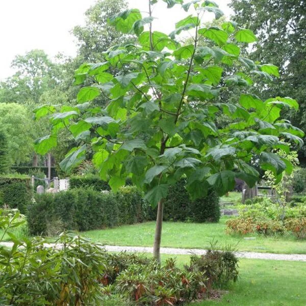 Paulownia tomentosa TreeEbb Online tree-finding tool Ebben Nurseries