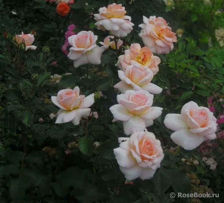 Schloss eutin роза. роза парковая шлосс ойтин. Schloss eutin роза. описание розы шлосс ойтин. описание розы шлосс ойтин.