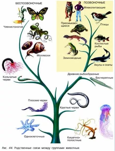 Схема царство животных 5 кл биология. Родственные связи между группами животных 5 класс биология. Систематика организмов царство животные 5 класс биология. Царство животные схема 5 класс биология. Группа животных в биологии 5