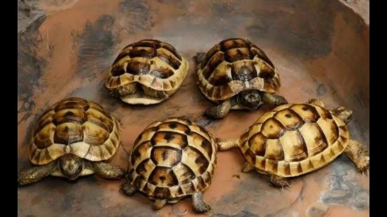 Черепахи много. Среднеазиатская черепаха. Среднеазиатская красноухая черепаха. Среднеазиатская черепаха панцирь. Сухопутная черепаха Среднеазиатская малыши.