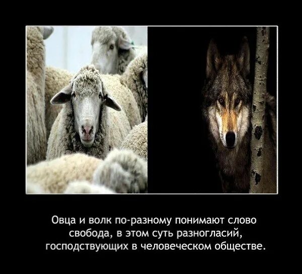 Всю жизнь овца волков. Баран демотиватор. Волки и овцы. Баран цитаты. Волк и овца по разному понимает.