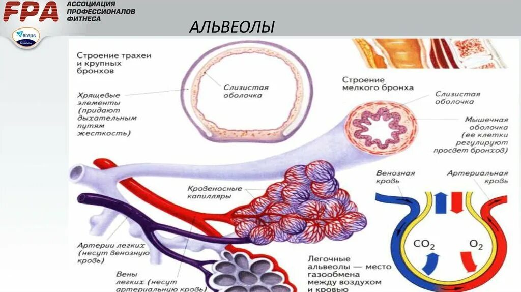 Воздух поступает в альвеолы. Строение альвеол. Альвеолы легких строение. Альвеолы анатомия. Строение альвеолы легкого.