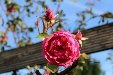 Rose blossom