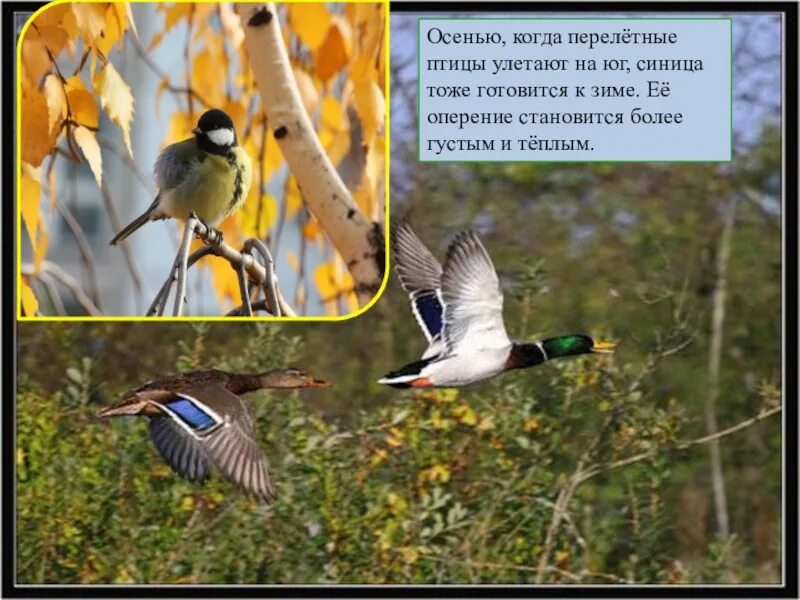 Синица улетает на юг или нет