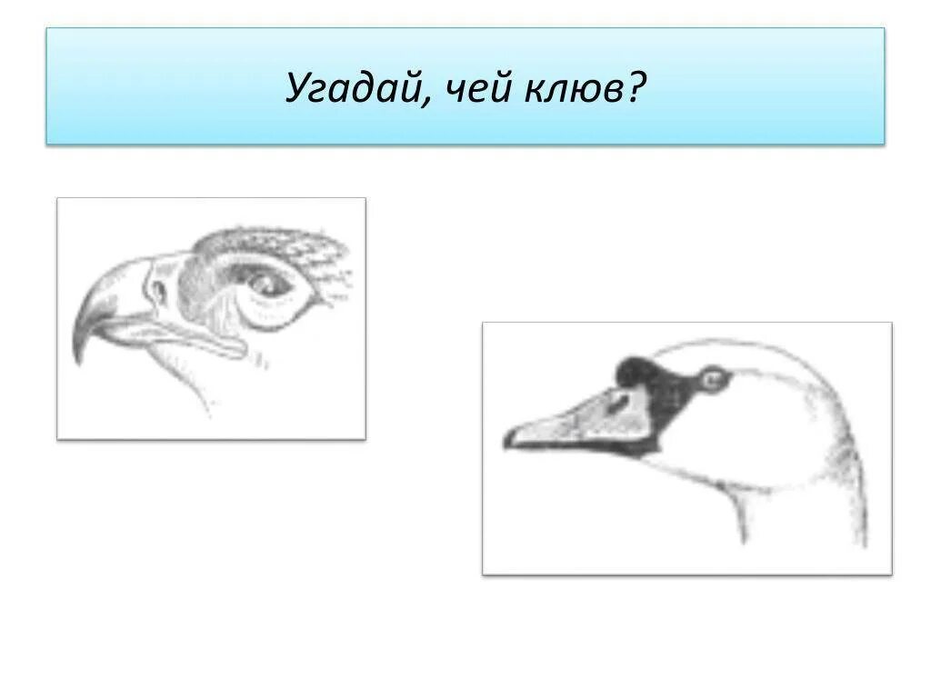 Клюв. Чей клюв. Клюв иллюстрация. Клювы птиц. Лоб лбы клюв клювы